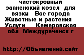 чистокровный зааненский козел  для вязки - Все города Животные и растения » Услуги   . Кемеровская обл.,Междуреченск г.